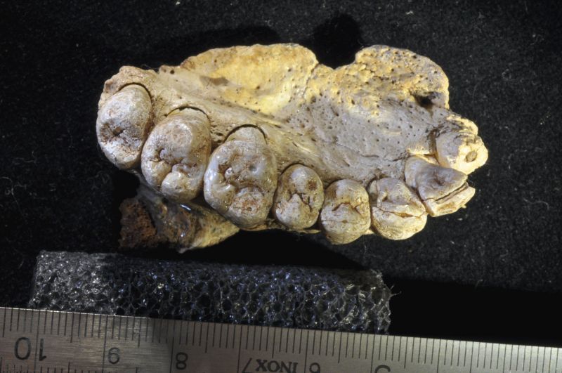 Oldest human jawbone fossil found in Israel
