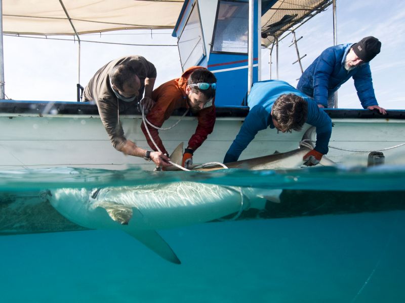 Graduate students tagging sharks