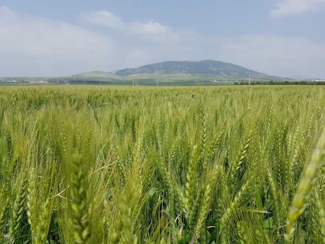 Cultivated wheat