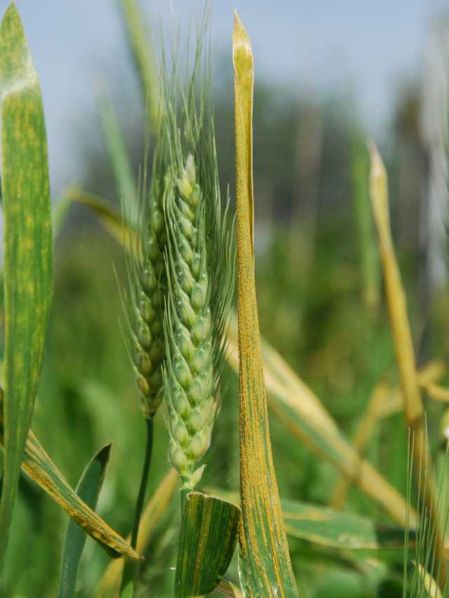 stripe rust wheat